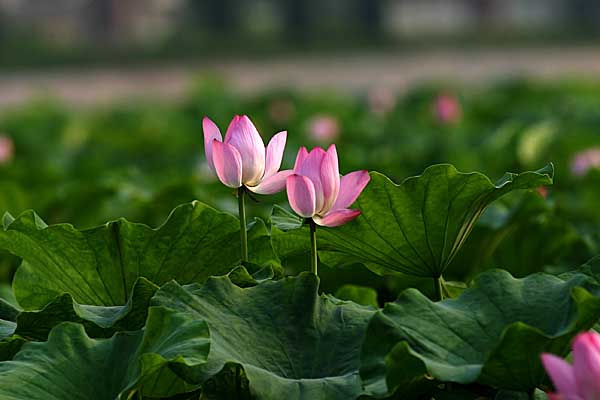 At times when society is riddled with corruption. The lotus is called the 'gentlemen's flower and remains a symbol of peace and purity. Chen Yao