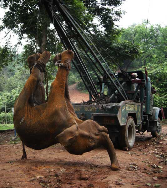 An elephant which was knocked down by a train in Deepor Beel Bird Sanctuary area in the outskirts of Guwahati on April 23, 2009 died at the Assam State Zoo. Assam, India. May 02 2009