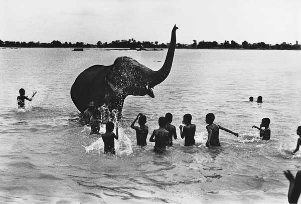 Though wild elephants are still found in Bangladesh, most elephants are domestic beasts of burden. People form strong bonds with elephants and given their longevity, elephants often form lifelong partnerships with their "Mahouts". Many stories exists of the friendship between an elephant and a Mahout (with children too). Bathing in the hot summer is pleasure for both children and elephants, and an elephant makes a great "rubber duck". Mirjapur, Bangladesh. 1970s.