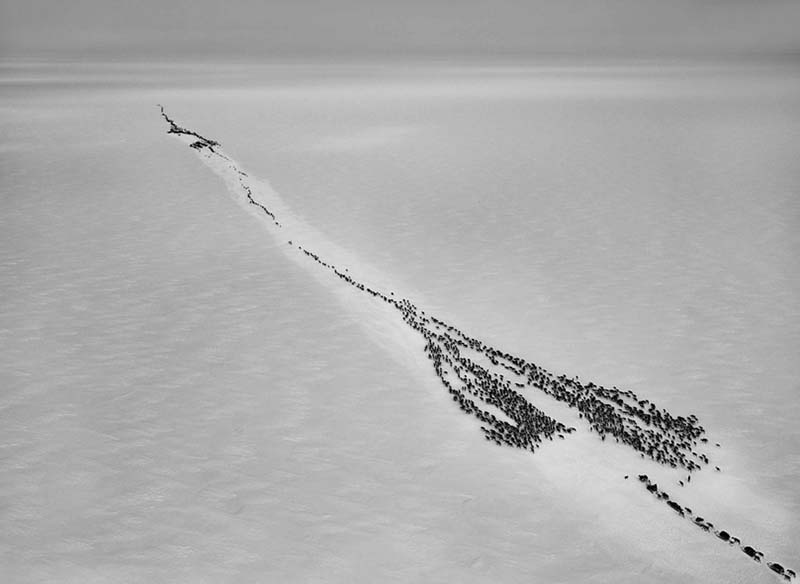 Siberia, 2011 Every spring, the Nenets of the Siberian Arctic move enormous herds of reindeer from winter pastures on the Russian mainland, traveling over 620 miles northward to summer pastures in the Arctic Circle. 