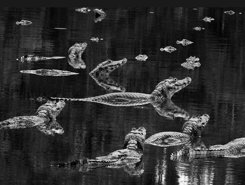 Brazil, 2011 The Pantanal, one of the world?s largest wetlands, covering a vast area of western Brazil and spilling into Paraguay and Bolivia, is home to an estimated 10 million yacare caimans. At the end of the dry season, these crocodiles concentrate in small lakes, such as this one at Porto Alegre in Brazil. Sebasti?o Salgado/Amazonas ? Contact Press Images from ?Genesis? (Taschen, 2013)