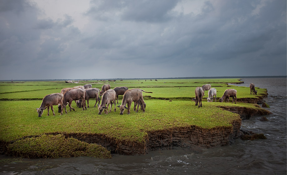 Cows grazing in Nijhum Dweep (Island of Silence), a remote island in the Bay of Bengal ? Shahidul Alam/Drik/Majority World 