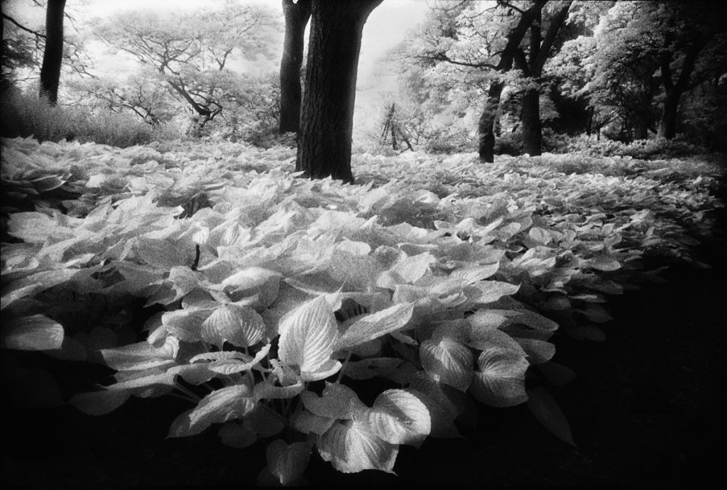 "The Floating Forest" was taken in b/w infra red film. An early experiment in previsualisation ? Shahidul Alam/Drik/Majority World