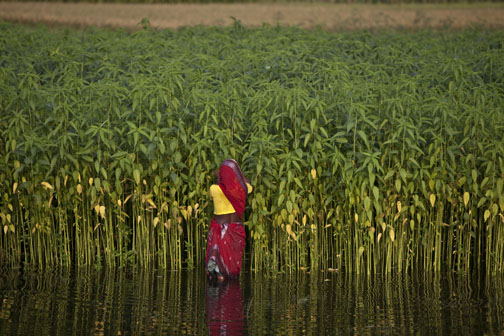 A woman tending her jute plants in Northern Bangladesh. The first photo I took after being released from jail in Kurigram after my twin arrests by the Border Guards of Bangladesh and earlier by the Border Security Forces in India. ? Shahidul Alam/Drik/Majority World 