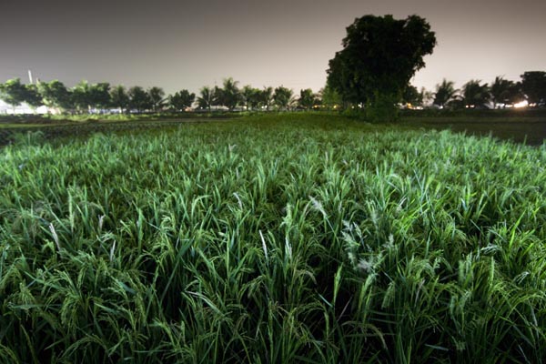 Paddy Field. Part of the "Crossfire" show on extra judicial killlings by Rapid Action Battalion. The show was closed down by riot police, but led to street protests to reopen the show ? Shahidul Alam/Drik/Majority World 