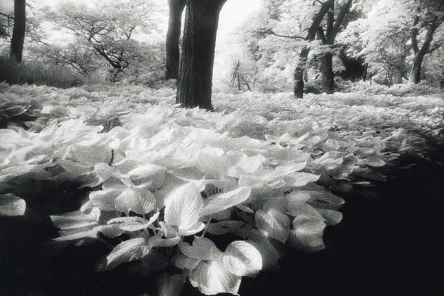 Photographing with a 'black' filter trying to imagine what the infra red film might see, this was my first experience of 'pre visualisation. ? Shahidul Alam/Drik/Majority World